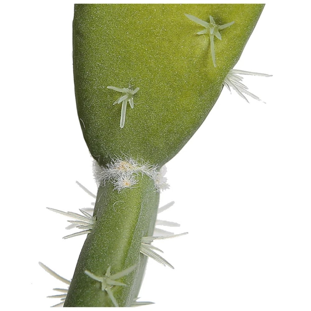 Indoor Decorative Cactus Plant