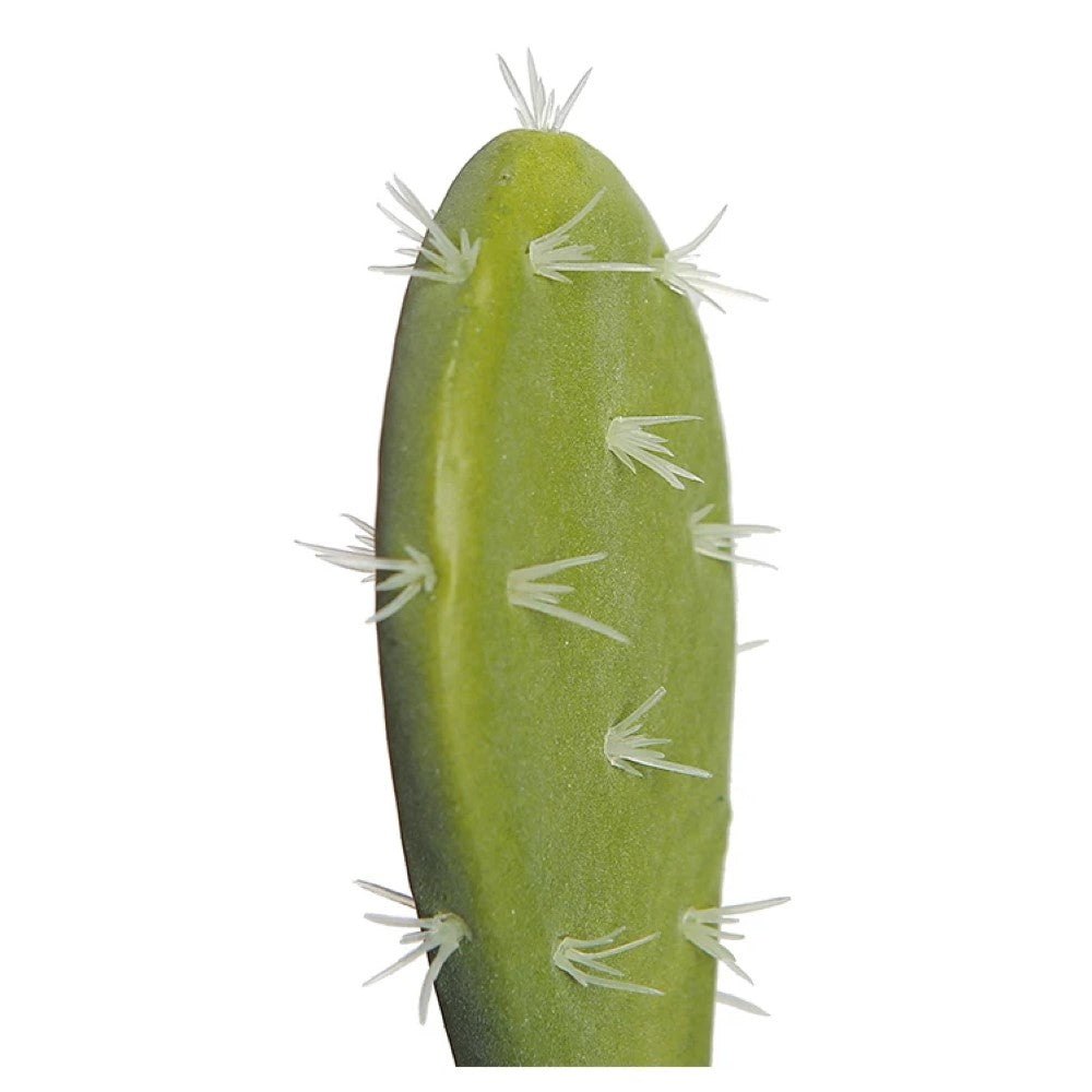 Indoor Decorative Cactus Plant