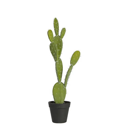 Indoor Decorative Cactus Plant