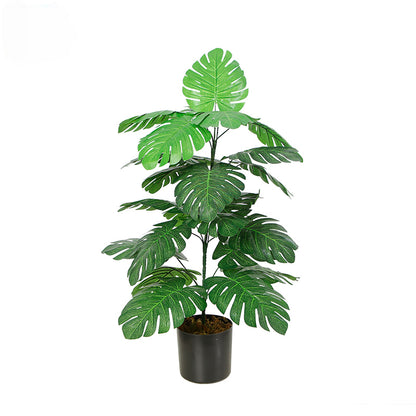 Indoor Desktop Plant Trees