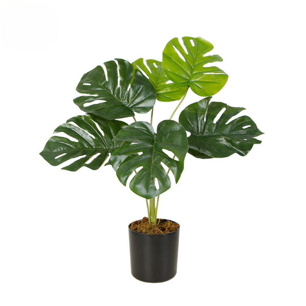 Indoor Desktop Potted Plant