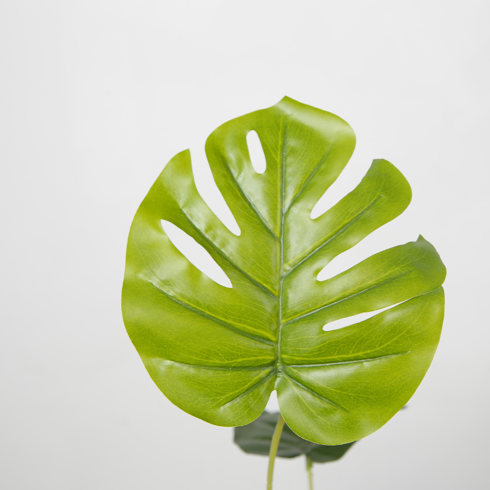 Indoor Desktop Potted Plant