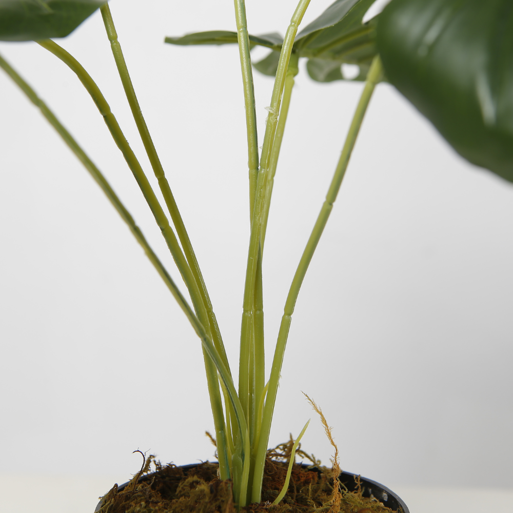 Indoor Desktop Potted Plant