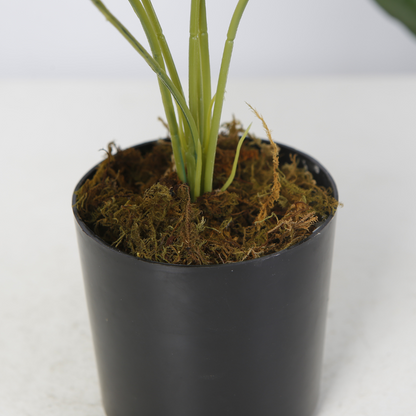 Indoor Desktop Potted Plant