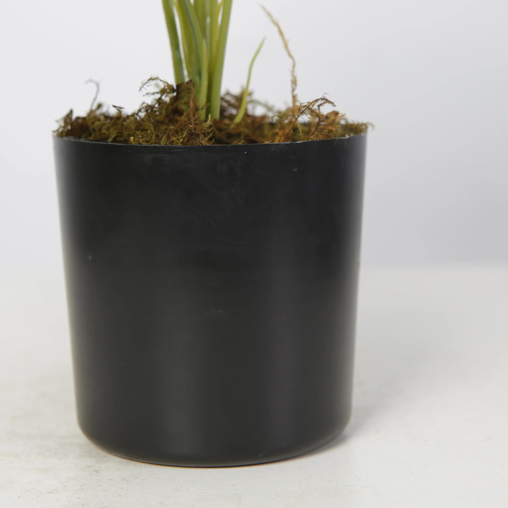 Indoor Desktop Potted Plant