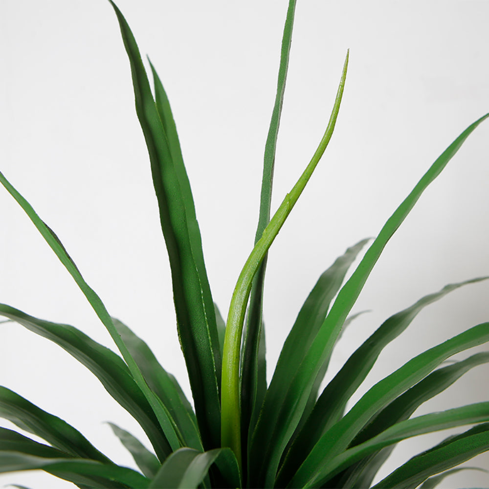 Indoor Dracaena Anita Plant