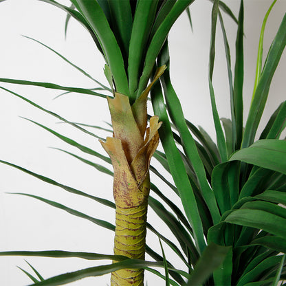 Indoor Dracaena Anita Plant