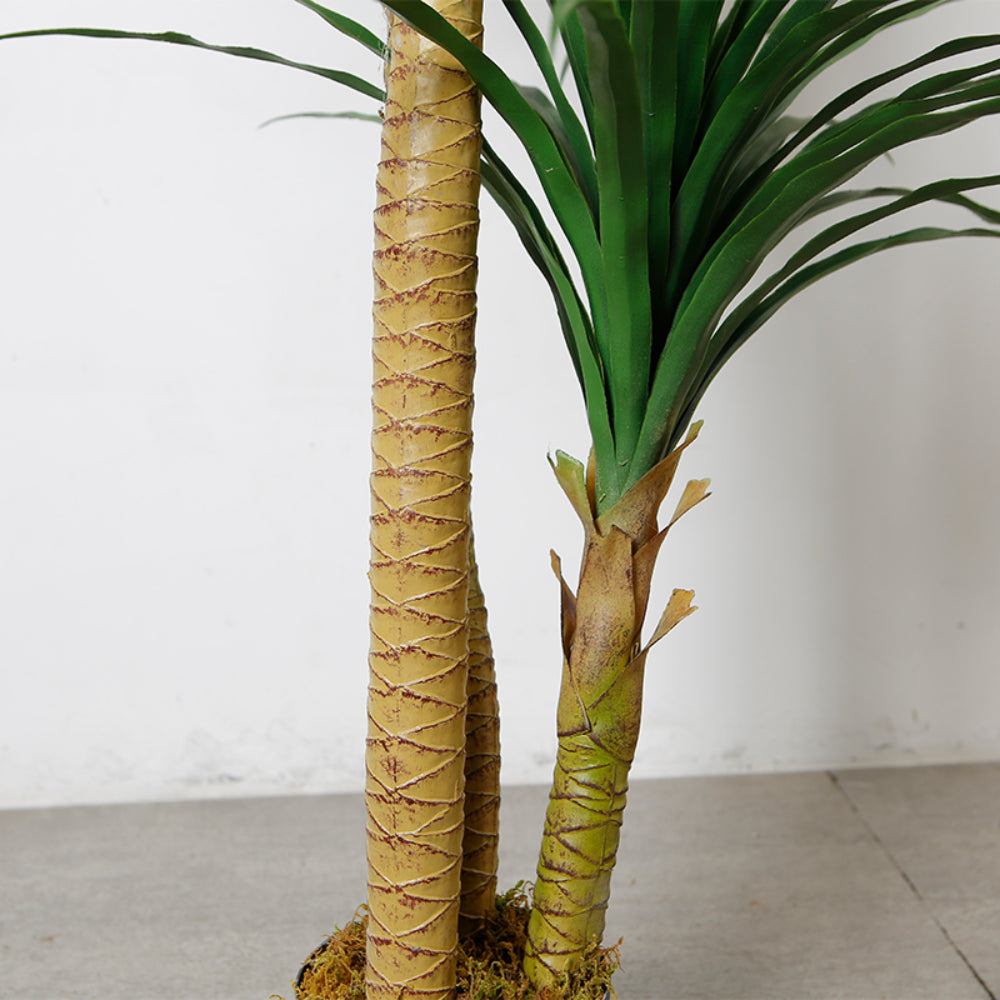 Indoor Dracaena Anita Plant