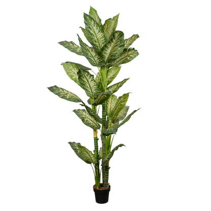 Indoor Dracaena Fragrans Potted Plant