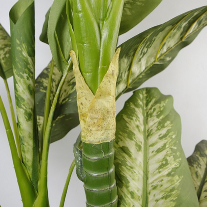 Indoor Dracaena Fragrans Potted Plant