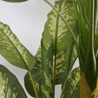 Indoor Dracaena Fragrans Potted Plant