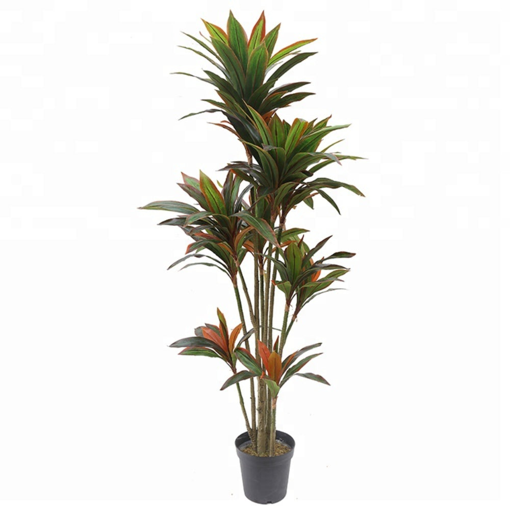 Indoor Dracaena Fragrans Tree