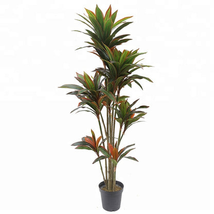 Indoor Dracaena Fragrans Tree