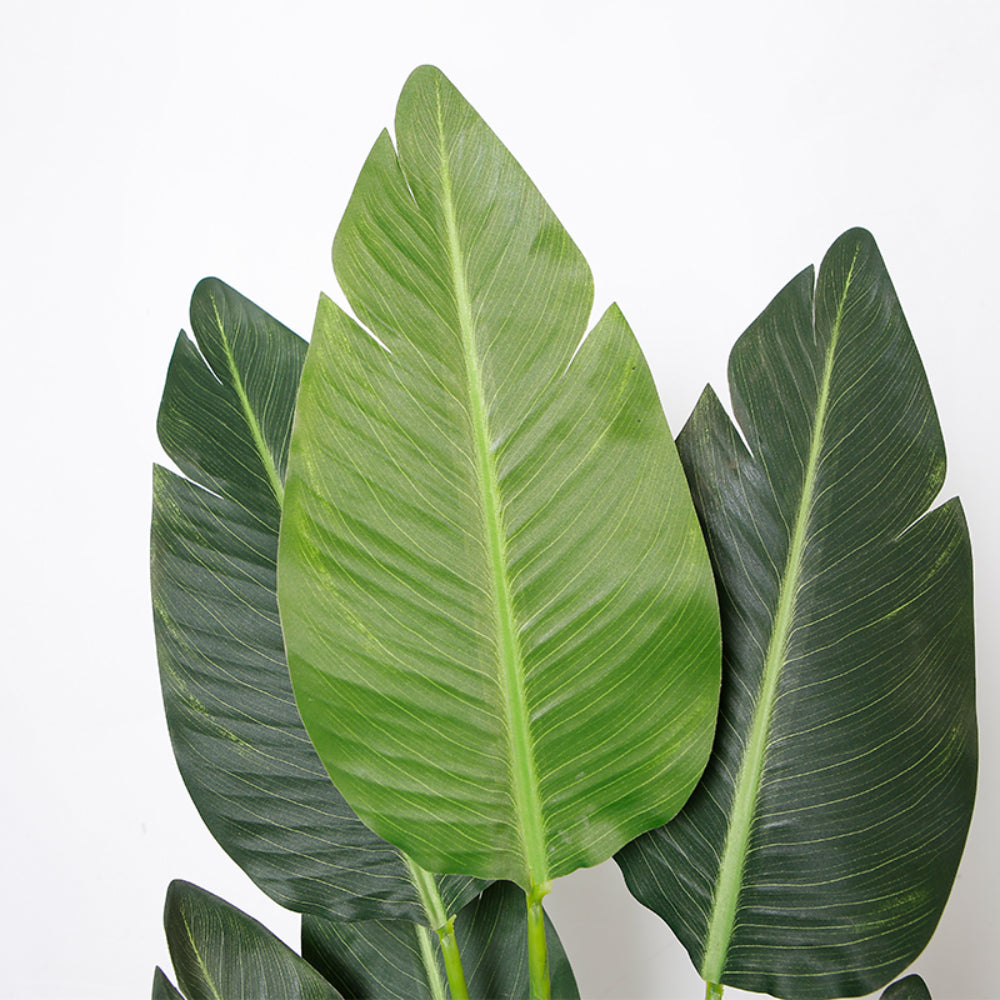 Indoor Elegance Bird Of Paradise Trees