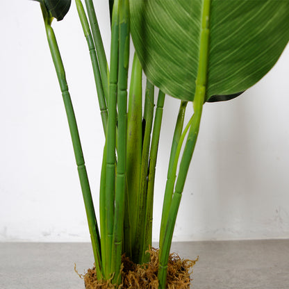 Indoor Elegance Bird Of Paradise Trees