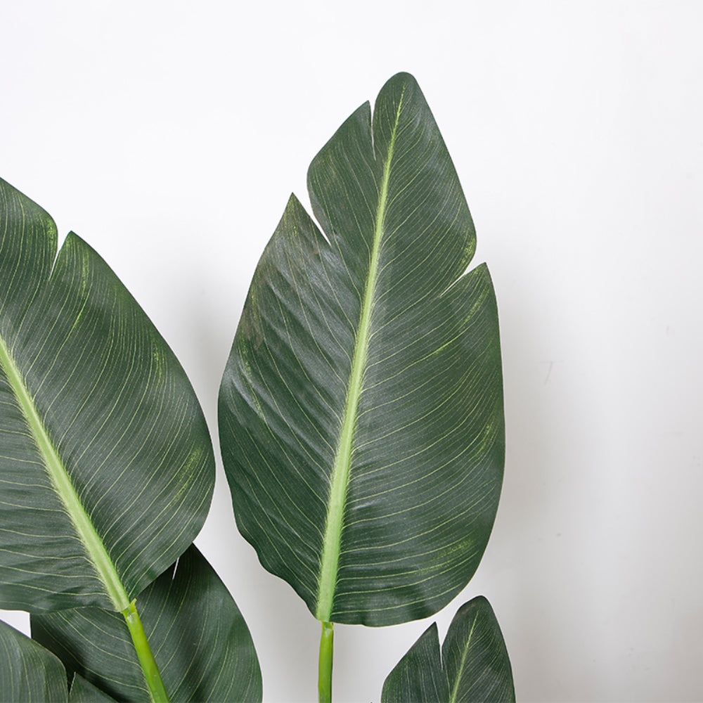 Indoor Elegance Bird Of Paradise Trees