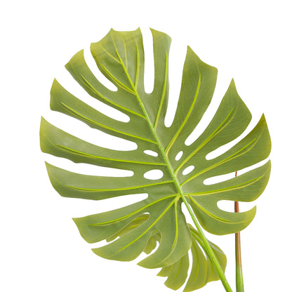 Indoor Elegance Monstera Plant Trees