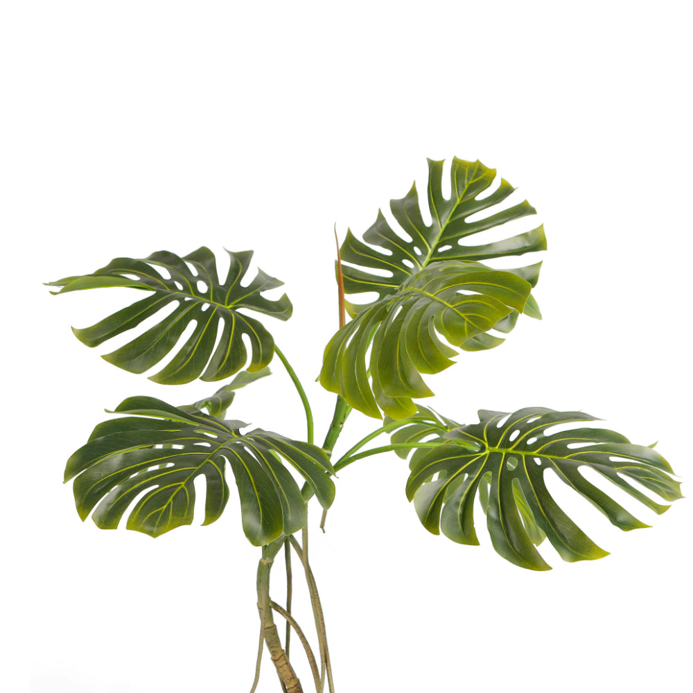 Indoor Elegance Monstera Plant Trees