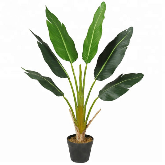 Indoor Exotica Bird Of Paradise Trees