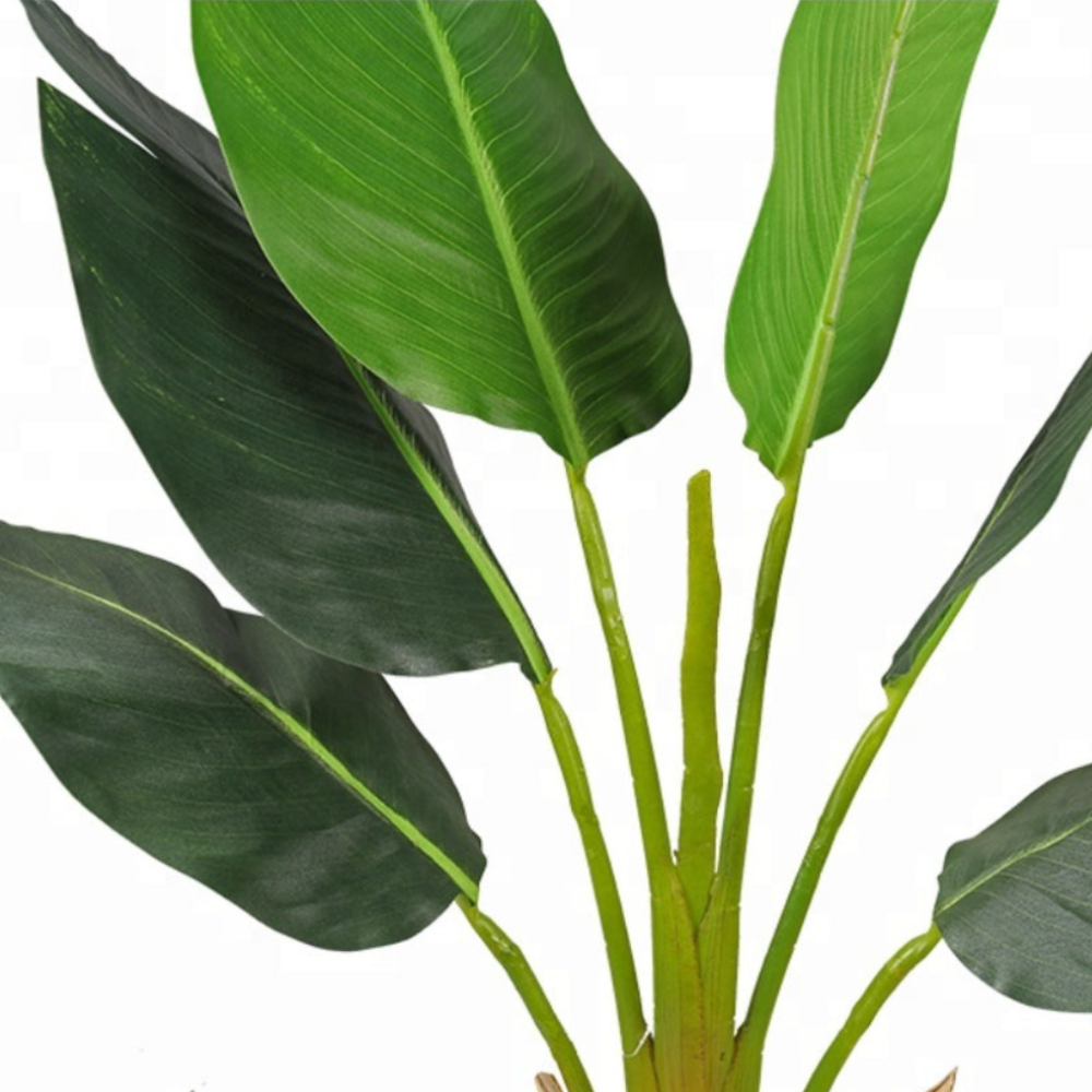 Indoor Exotica Bird Of Paradise Trees