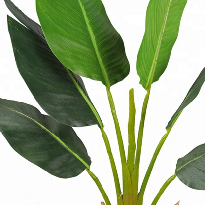 Indoor Exotica Bird Of Paradise Trees