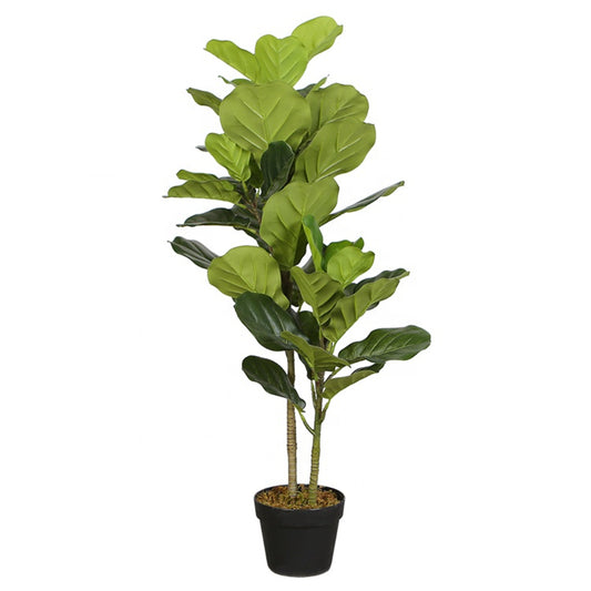 Indoor Fiddle Leaf Fig Tree