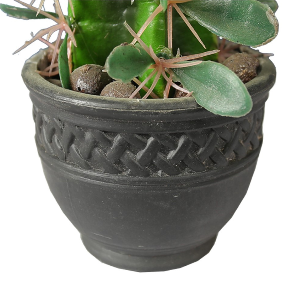 Indoor Flowering Cactus In Decorative Pot