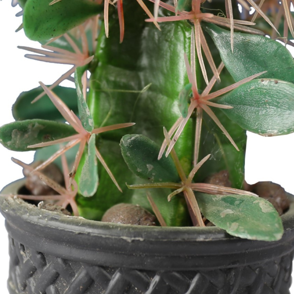 Indoor Flowering Cactus In Decorative Pot