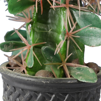 Indoor Flowering Cactus In Decorative Pot