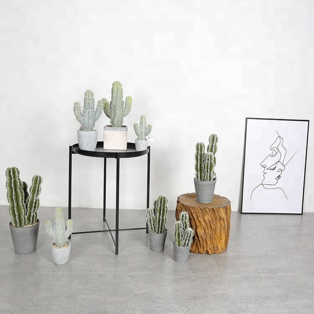 Indoor Flowering Cactus In Decorative Pot