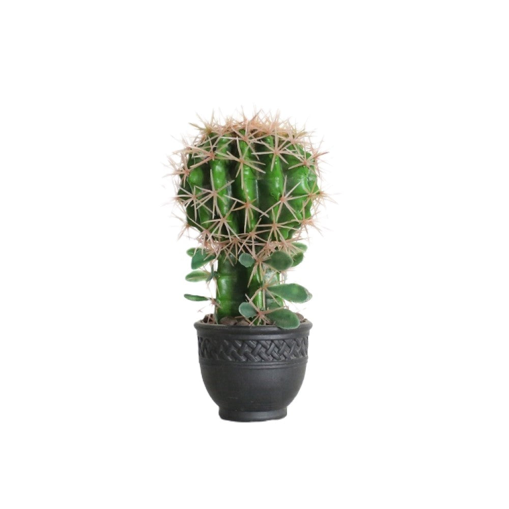 Indoor Flowering Cactus In Decorative Pot