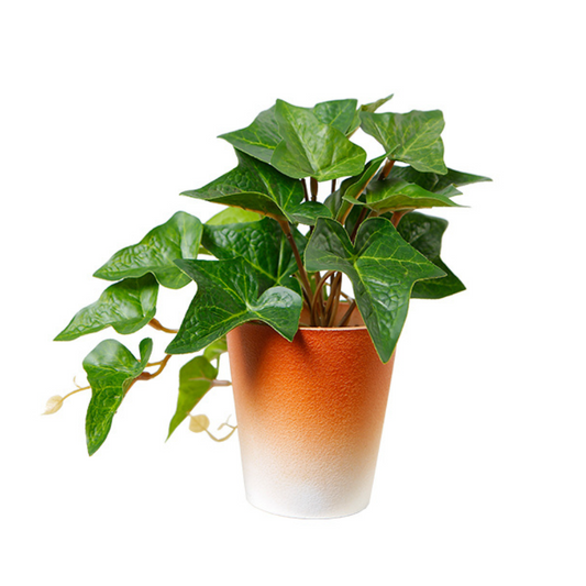 Indoor Ivy Plant