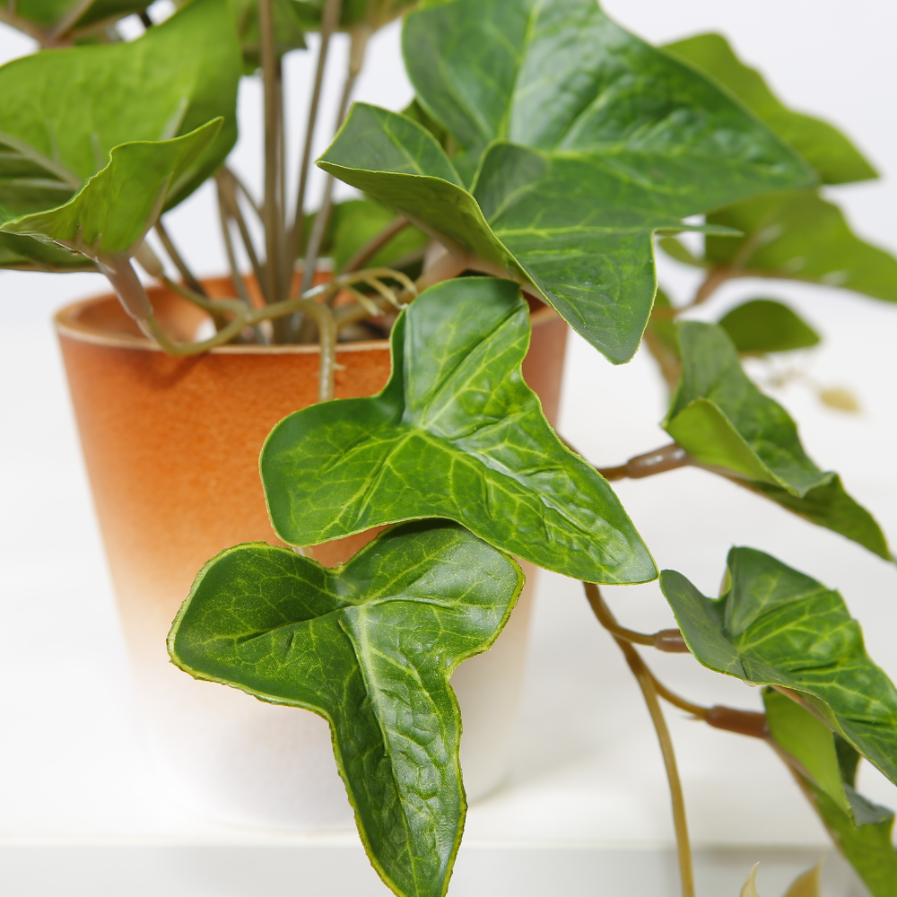 Indoor Ivy Plant