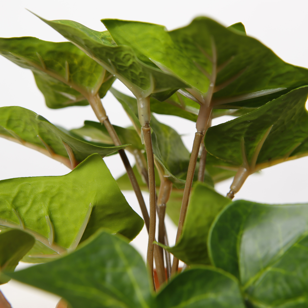 Indoor Ivy Plant