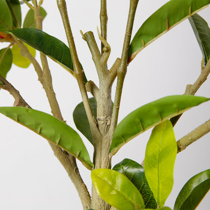 Indoor Magnolia Orchid Tree