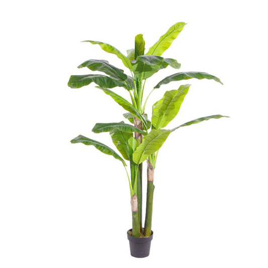 Indoor Oasis Banana Trees