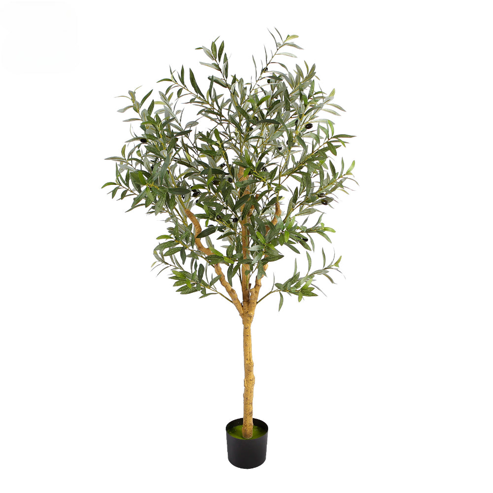 Indoor Olive Tree In Pot