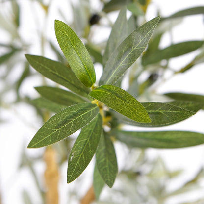 Indoor Olive Tree In Pot