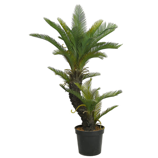 Indoor Opulence Cycas Revoluta Trees