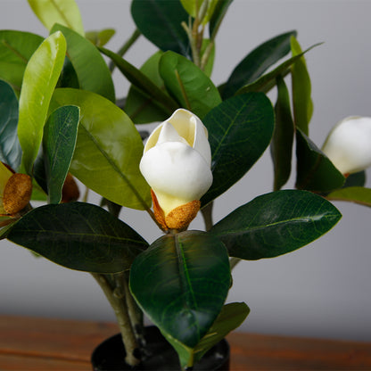 Indoor Orchid Tree Decoration