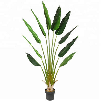 Indoor Ornamental Bird Of Paradise Plant