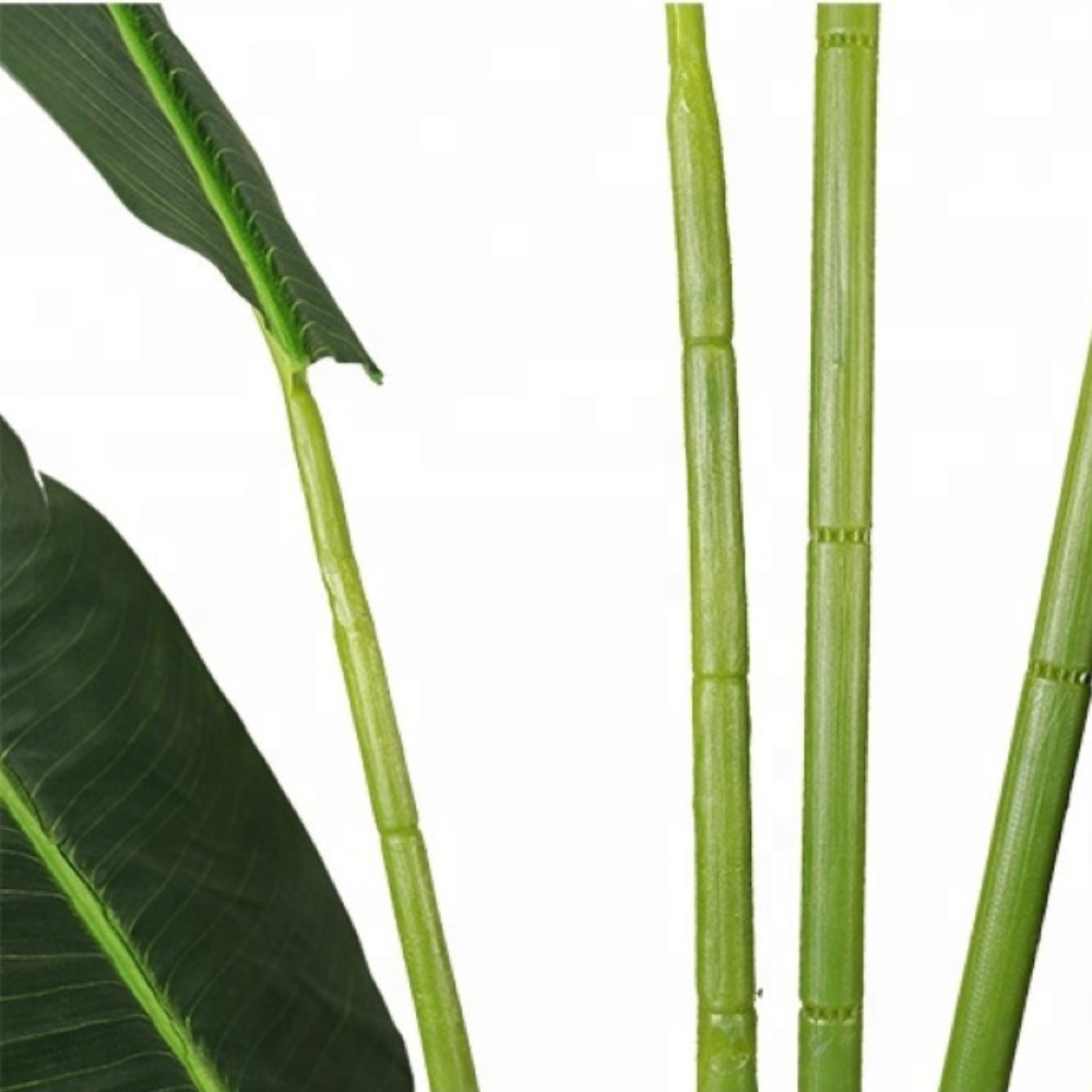 Indoor Ornamental Bird Of Paradise Plant