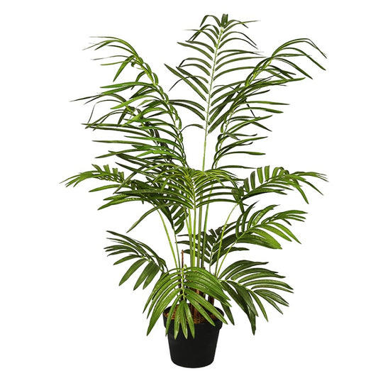 Ornamental Indoor Floor Plant