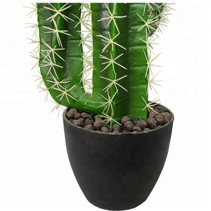 Indoor Potted Cactus