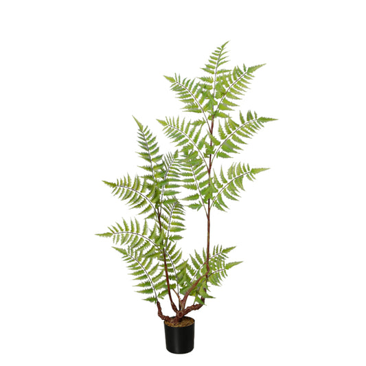 Indoor Space Fern Tree