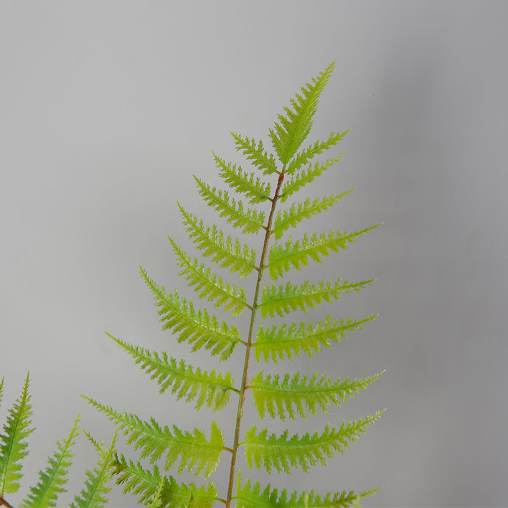 Indoor Space Fern Tree