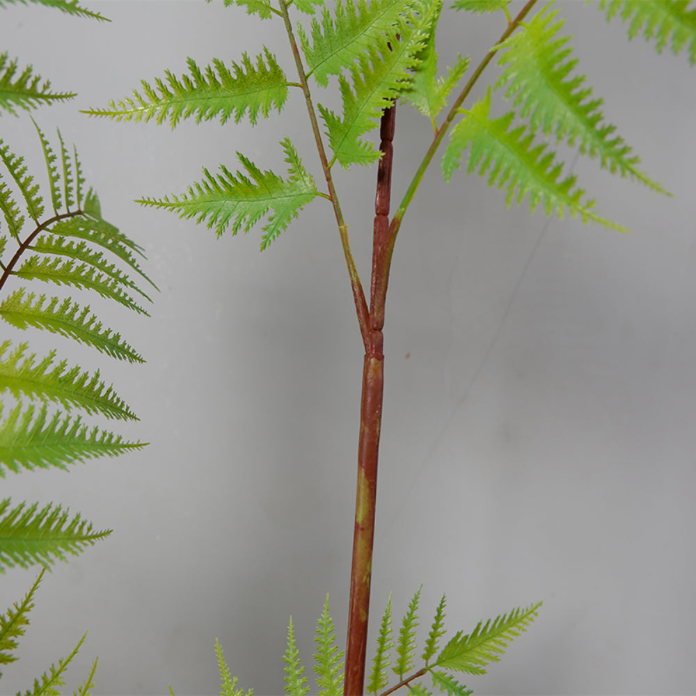 Indoor Space Fern Tree