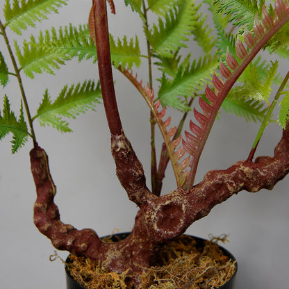 Indoor Space Fern Tree