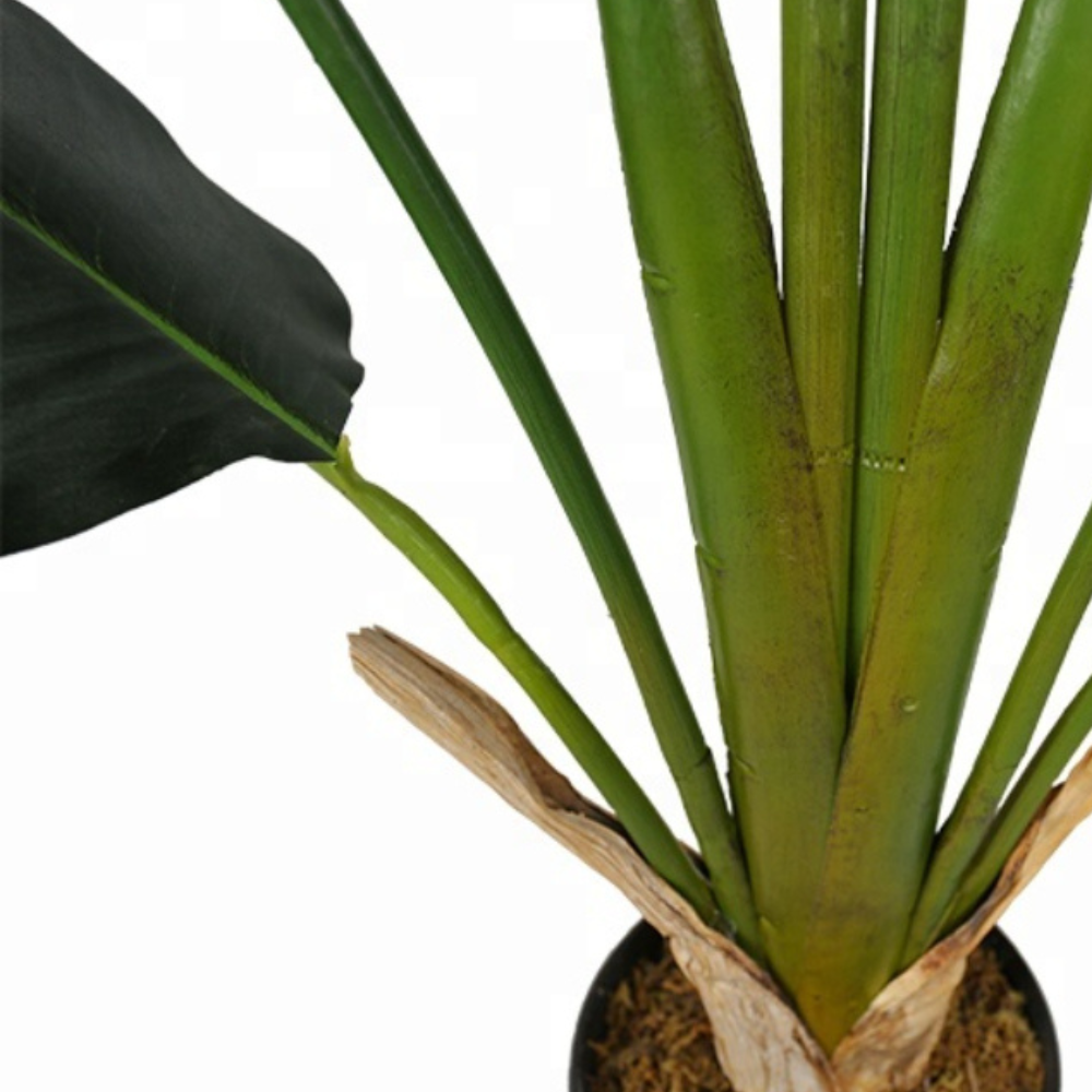 Large Leafy Bird Of Paradise Plant