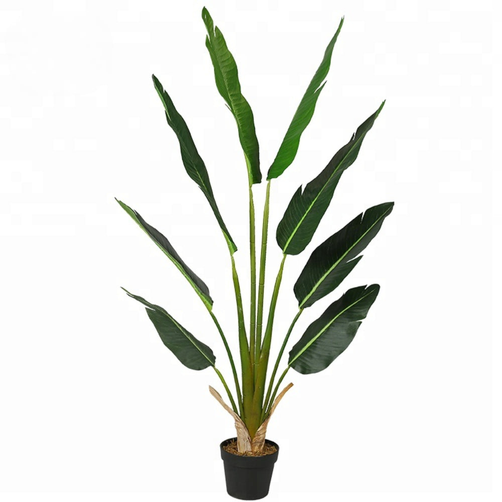 Large Leafy Bird Of Paradise Plant